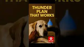 He Shakes at Thunder &mdash; This Routine Calms Him