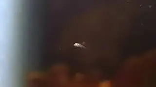 Neon Tetra Fry 9 Days After Spawn