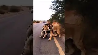 Python vs Lion: Who Wins in a Real Showdown? (Surprising Results!)