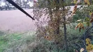 2017  rage hypodermic bow kill wisconsin