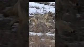 The Best Predator Hunt !! #hunting #hunters #wolf