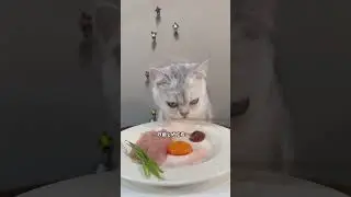 Kitten Growth Diary Cat Daily Vlog Cat Immersive Eating Who Can Resist the Cute Little Cat Hurry