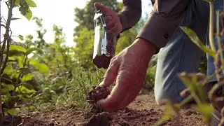 De bollenplanter van Talen Tools &ndash; Zo plant je bloembollen perfect en makkelijk!