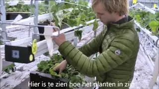 Productieproces Aardbeien