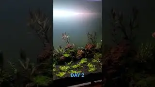 Dah lama gak bikin gak menyalurkan hobby #aquascape #aquarium #aquariumfish #glowfish