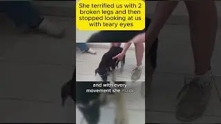 She terrified us with 2 broken legs and th #shorts #emotionalstory #realstory #story #pets #stories