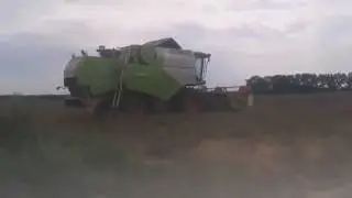 Rzepak 2016