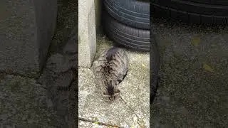 LittleKitty🐈#lol #viralvideo #funny #cat #shortvideo #trending #amazing #cute #video #animals #trend