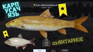 Русская рыбалка 4 озеро Янтарное КАРП, УСАЧ, ЯЗЬ  russian fishing 4 (РР4) lake Amber CARP FARM