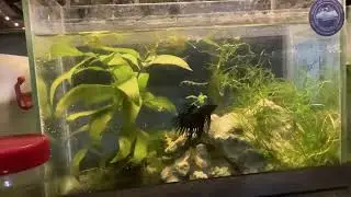 Is my tank decoration good? The problem is has no sand