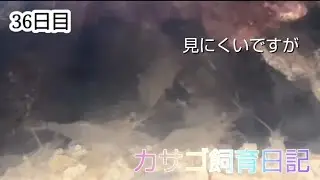 カサゴの飼育日記始めました🐟36日目