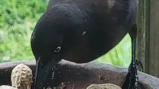 Female Grackle Eats A Worm