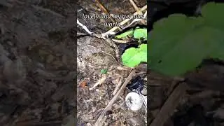 cute Indian burrowing frog&nbsp;(sphingonotus breviceps).#shorts