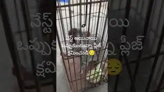 sweet warning ki mouse reaction #shortsviral #youtubeshorts #mouse#warning