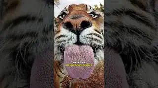 Why Do Cats Have Spiky Tongues?