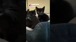 Good Samaritans rescue 17 cats abandoned inside dog crate near Broadview Park