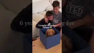 Most emotional puppy surprise for kids #funny #funnyvideo #family #love #parents 