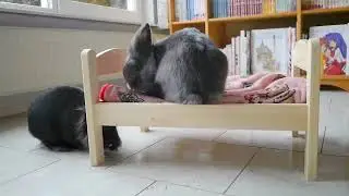 Ikea X Bunny