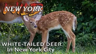 White Tailed Deer of New York City