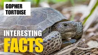 Most Interesting Facts About Gopher Tortoise | Interesting Facts | The Beast World