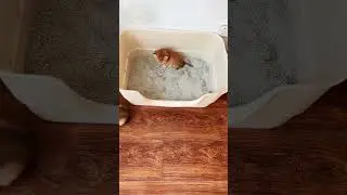 Funny Pets Moment#12