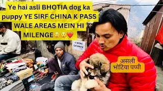 ASLI BHOTIA DOG KA PUPPY || CHAINA BORDER K THEEK PASS JOSHIMATH MEIN || ALAG HINDIKHTA HAI