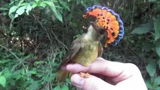 #burung Amazonian Royal Flycatcher #birds #bird