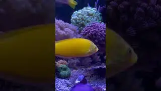 Red sea reefer peninsula 650 2 years old