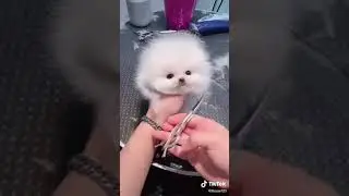 mon petit chiot , tr&egrave;s mignon 🐩