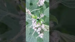 Жук листоед (лат.&nbsp;Chrysomelidae) на Пустырнике (лат. Leonurus)