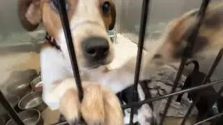 Minneapolis pet rescue helps during ICE raids: A lifeline for animals