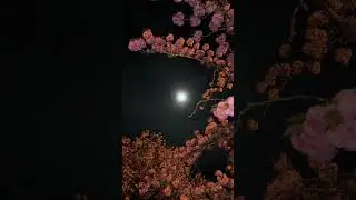 if I was a moon do you still look for the stars ?