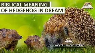 Biblical Meaning of HEDGEHOG in Dream - Dream About Hedgehogs
