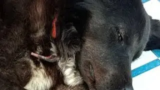 Mera Pyara Bhoti live || Live Dogs Pahadi  #livedogs #cutedoglive