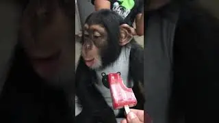 big baby tries a popsicle #short #monkey