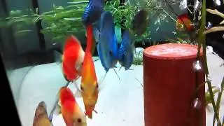 Discus aquarium update 20/11/14 for sale