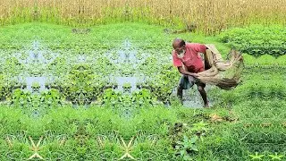 Amazing Woodworking Net Fishing - 70 Years Old Grandpa Catch Fish - Traditional Net Fishing Video