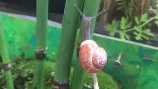 Bezaubernde Helix