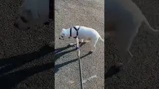 Venting About Walking Dogs#dogwalk #doglover #dogowner #petpeeves