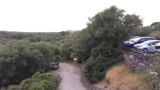 Barbary Partridge calling, Sardinia