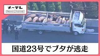 【速報】国道23号でブタ10頭以上が逃走　国道を通行止めにして警察などが捕獲作業中　愛知県西尾市 (26/01/12 16:01)