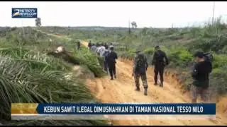 Kebun Sawit Ilegal Dimusnahkan di Taman Nasional Tesso Nilo