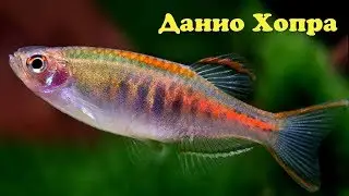 Данио Хопра