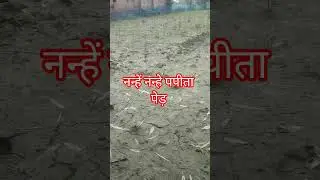 nursari 😰#farming #shorts #shortsfeed #ytshorts