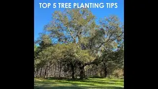 Top 5 Tree Planting Mistakes, Top 3 Planting Tips, Bare Root vs Potted, Habitat Podcast #216