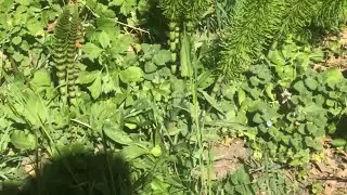 Springwalk 14: Horsetails on Harcourt Hill Ⅲ, also Arlington Drive, Oxford, April 30th 2025