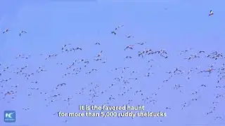 Bosten Lake: A Haven for Ruddy Shelducks