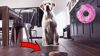 LABRADOR TRIES DOGGY DONUT FOR THE FIRST TIME!!