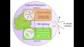 Uncovering the grapevine leaf microbiome  how beneficial bacteria help fight downy mildew