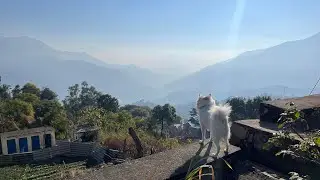 Sheero's 1st mountain trip | Pet-friendly cottage in Solan near Simla | Himachal pet-friendly places
